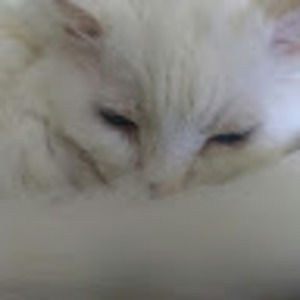 Meet your Posher, Flossie & meow meow